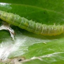 Insect Lures For Tea Leaf Roller (Caloptilia Theivora)(Pack-5 Pcs)